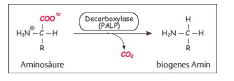 The nitrosable secondary amines (spermine, spermidine) can form nitrosamines through reaction for a more specific, simple and fast determinations of biogenic amines, the enzymatic methods have. viele als biogene Amine