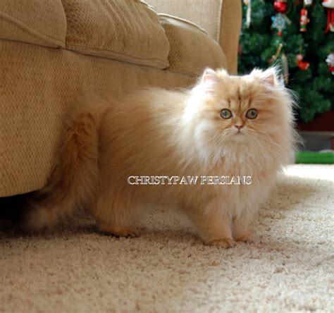 * occasional breeders only to approved homes. Persian kittens for sale near me - CHRISTYPAW PERSIANS