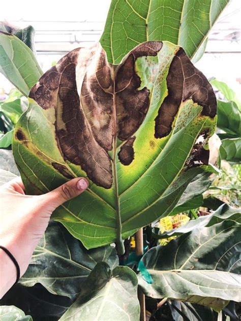 Maybe you would like to learn more about one of these? The Complete Guide To Caring for A Fiddle Leaf Fig ...