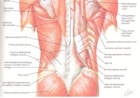 Muscles of the lower back and pelvis. Bel - Sırt Kasları Anatomisi | Konya Fizik Tedavi Rehberi ...