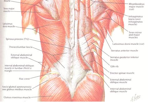 Compression of a nerve will also slow electrical conduction along that nerve. Bel - Sırt Kasları Anatomisi | Konya Fizik Tedavi Rehberi ...