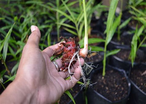 Meskipun kamu memilih media tanam di lahan terbuka secara langsung maupun dengan polybag, cara menanam jahe merah kurang lebih memiliki tahapan yang sama. Lengkap! Cara Menanam Jahe Merah Step by Step (Lahan ...