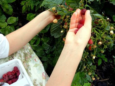 Plus, you get better disease and drought resistance…so, the heritage delivers berries in just one year without harsh chemicals or tons of watering. Pin on Bloom