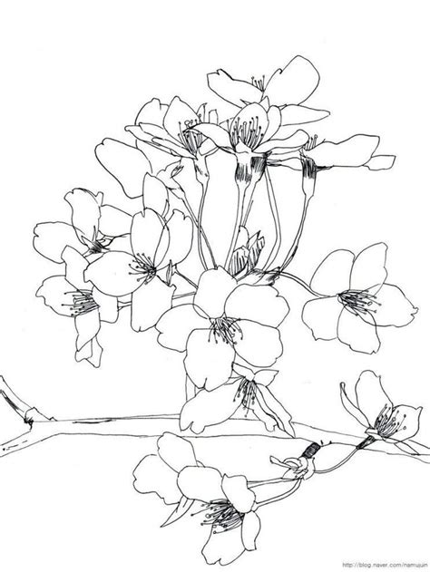 Eckzahnkopf lineart basis kostenlos png. Pin by I'll Let You Down on Lineart | Flower drawing ...