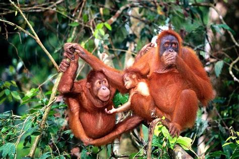 We were told by nick at 5 around the world that the trip was around one hour by car from batu ferringhi. Tripadvisor | Privat tur: Bukit Merah Orang Utan Island ...