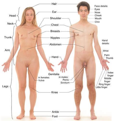 The human body is made up of millions and trillions of cells. HEALTY HUMAN SEX: HUMAN ANATOMY