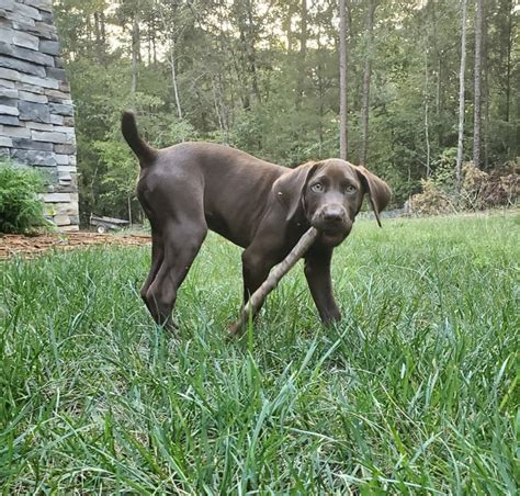 Nancy orton is from north carolina and breeds pembroke and cardigan welsh corgis and swedish vallhunds. Southeast German Shorthaired Pointer Rescue - SEGSP Rescue ...