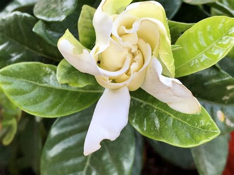 Has a long bloom season, and is less temperature dependent. Gardenia jasminoides Veitchii | Everblooming gardenia ...