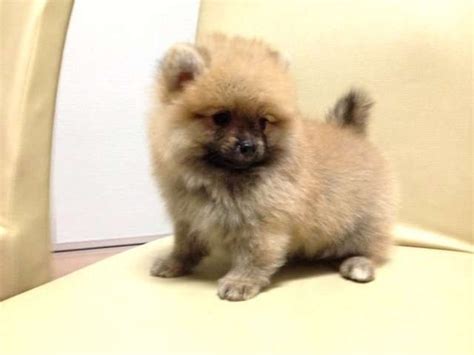 Pomeranian puppy for sale near california, glendale, usa. Pomeranian Teddy Bear Puppies For Sale Near Me - Pets Lovers