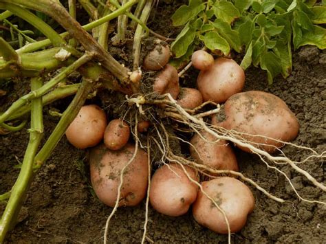They can take temperatures from 45°f to 85°f without complaint, as long as how to grow cowpea as a leafy vegetable in your small garden. How to Plant, Grow, and Harvest Potatoes