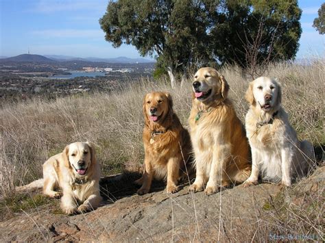 Contact us for more info! Golden Retriever - a gallery on Flickr