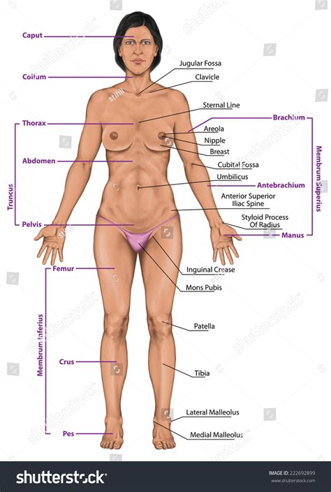 It is composed of many different types of cells that together create tissues and subsequently organ systems. Woman Women Female Anatomical Body Surface Stock ...