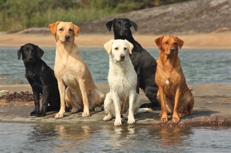 Designer dogs kennel club (ddkc) recognizes the following mix breed dogs. Rasbeskrivning Labrador Retriever - Kennel Billowhiz