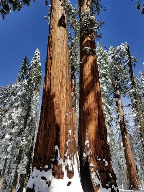 In addition to the giant trees, you will find the stanislaus river, beaver. Calaveras Big Trees State Park (California) - 2018 All You ...