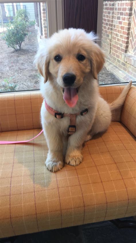 Being a young puppy she is full Golden Retriever Pupplies for Sale | Atlanta ...