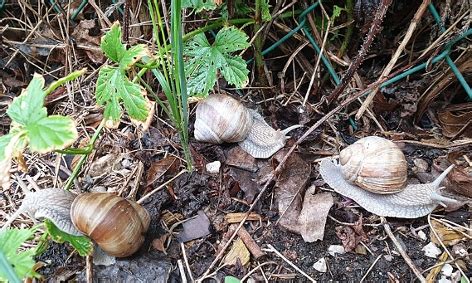 Die schmeckt ihnen offenbar nicht. Gift, Schere, Salz: Was gegen Schnecken im Garten hilft ...