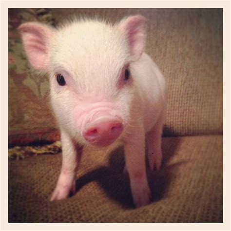 They look different than the domestic pig in several ways. Charming Mini Pigs - Micro Mini Teacup Pigs Sale ...