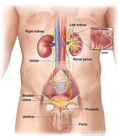 Posted in anatomy | tagged male, male anatomy, male anatomy diagram, male chart. Bladder Cancer, Urinary Tract, Occurrence | Cxbladder