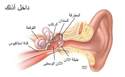 التهاب المفاصل (arthritis) هو التهاب يمكن ان يصيب الركبتين، مفاصل كف اليد، او قسما من العمود الفقري. علاج التهاب الاذن , اسباب وعلاج التهابات الاذن - بنات كيوت