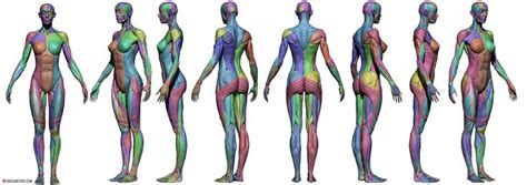 Don´t be to hard to yourself! Female Écorché Reference Images | Anatomy reference ...