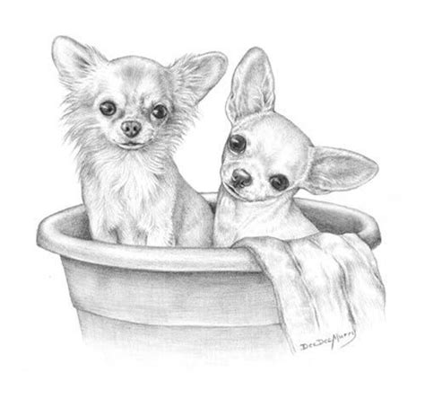 Download and use 80,000+ long hair stock photos for free. Sketch of two chihuahuas - long hair and short hair ...