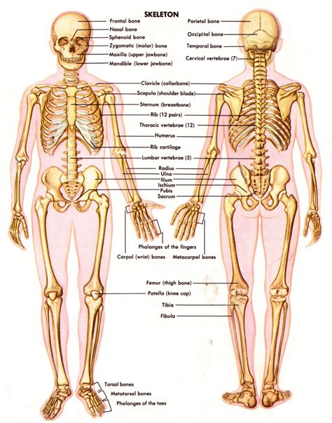 The human skeleton has a number of functions, such as protection and supporting weight. Skeletal System - Science Photo (40502715) - Fanpop