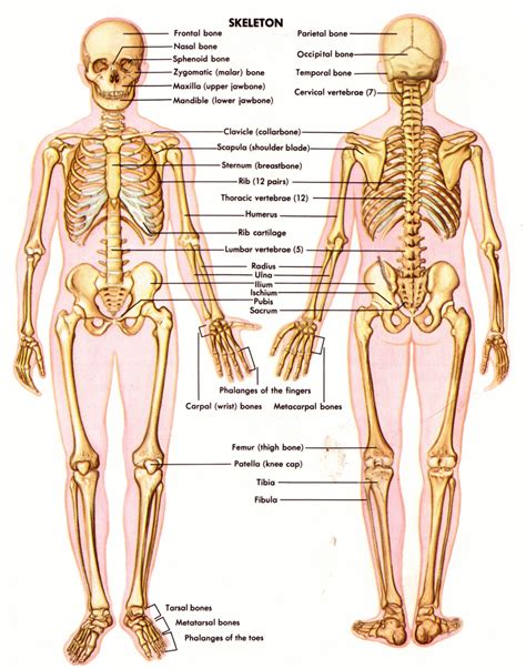 Appendicular skeleton anatomy there are a total of 126 bones in the appendicular skeleton. Skeletal System - Science Photo (40502715) - Fanpop