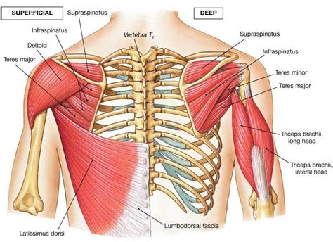 There are around 650 skeletal muscles within the typical human body. The Best Back Exercises to Build Your Best Back Ever