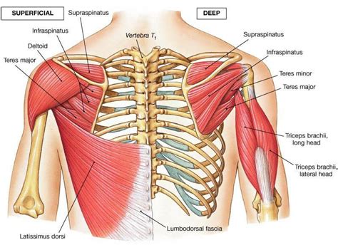 The muscle that makes up the heart is called cardiac (hearty) muscle. The Best Back Exercises to Build Your Best Back Ever