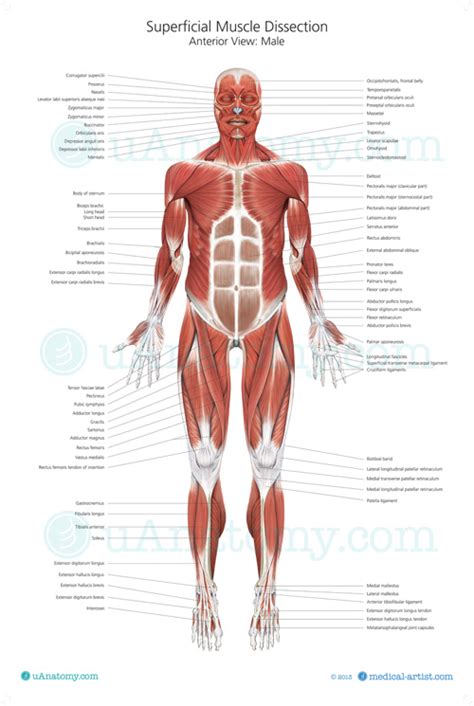 This is an online quiz called muscles of the body (front). Human Muscle Anatomy Chart | Human Muscle Anatomy Poster ...