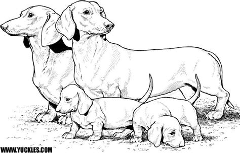 Rather, they differ only in size.) Dachshund Coloring Page by YUCKLES!