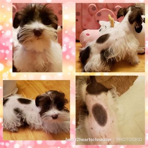 215 properties for sale in oklahoma on landhub. Miniature Schnauzer puppy dog for sale in Mcalester, Oklahoma