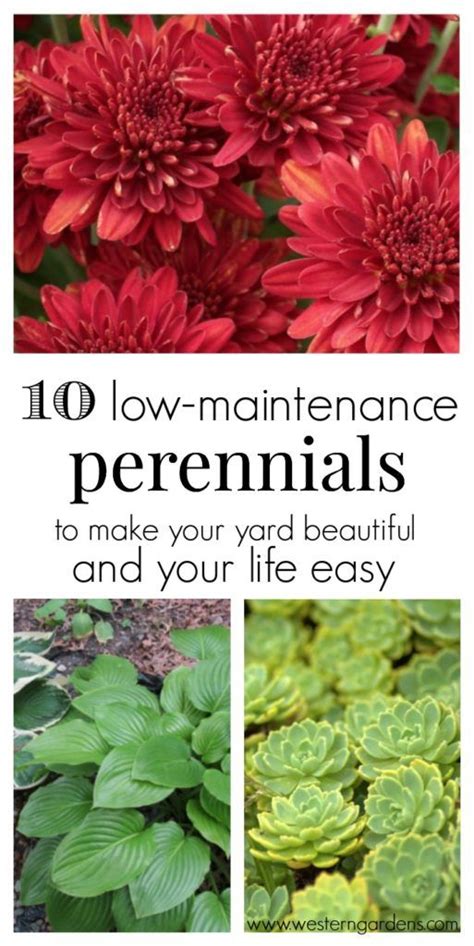 Just plant and watch your garden thrive as they bloom year after year. 10 Low-Maintenance Perennials | Backyard landscaping ...