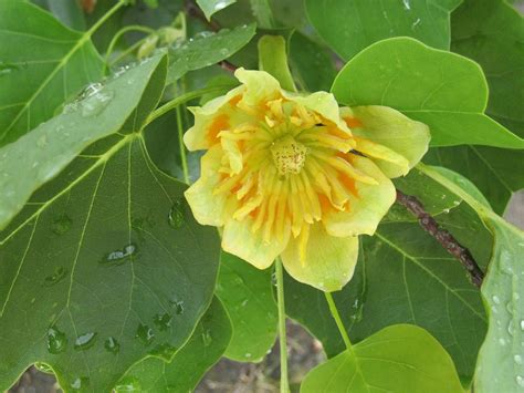 Damit soll an diesem nasskalten, trüben und dunklen wintertag schon ein bisschen vorfreude auf das kommende frühjahr geweckt werden. Forstbotanischer Garten Tharandt