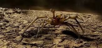 Well, here is the nastiest creature god ever placed on this earth. Camel Spiders: le téléfilm