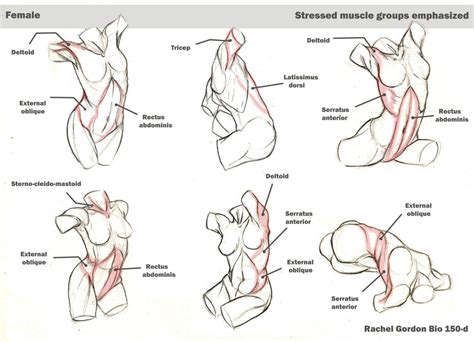 Here are some basic exercises for. Dynamic torsos, female by ArsonAnthemKJ on DeviantArt