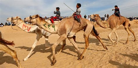 Viewing some of these artifacts is a reflection of what was valued during this time in history. How technology is revolutionising camel racing in Egypt