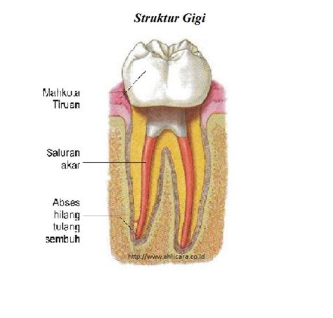 Gigi dewasa (gigi tetap) berjumlah 32 buah yang. AHLI CARA: Pengertian dan Macam-macam Gigi