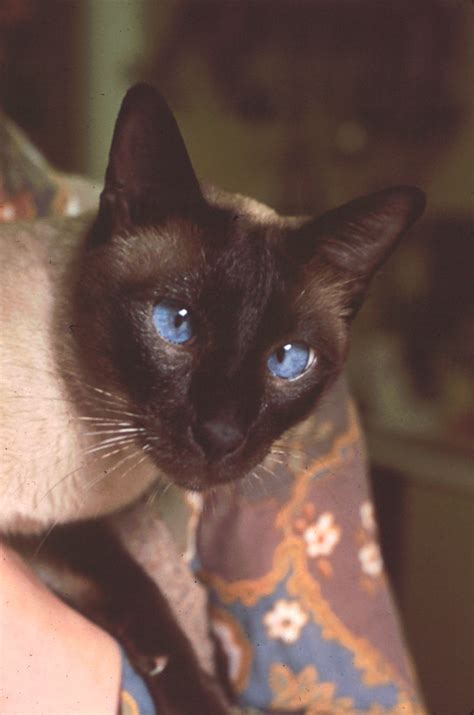 Siamese cats are known for their outgoing personalities. Our Siamese cat | This is Catlet our Siamese cat who died ...