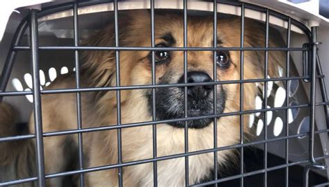 A move to hawaii, even from the continental united states, can require much more planning than a move within the mainland. Over 600 dogs and cats airlifted out of Hawaii for ...