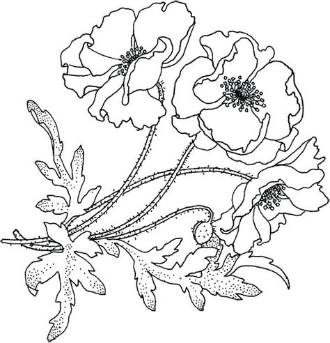 The bear flag, state flag of california. California State Symbols Coloring Pages at GetColorings ...