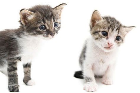 It's an actual mutation of feline distemper. Can Kittens Get Parvo Virus