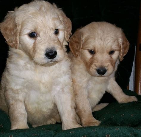 They are a cross between a golden retriever & a poodle. Goldendoodle puppy for sale in PARKER, CO. ADN-65747 on ...