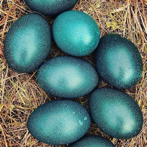Find the worth of your carved and mounted emu eggs. Emu Eggs 🔥 : NatureIsFuckingLit