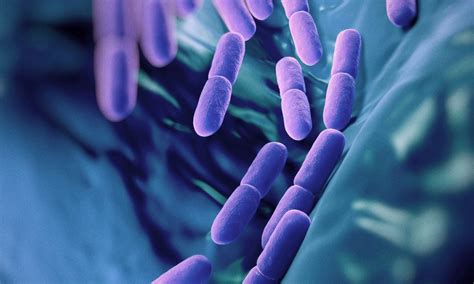 We did not find results for: How Long Does It Take for Probiotics to Work? - Flab Fix
