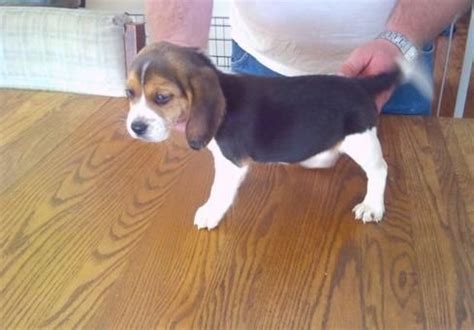 Find beagle puppies and breeders in your area and helpful beagle information. Beagle-Harrier Puppies For Sale | Minneapolis, MN #70706