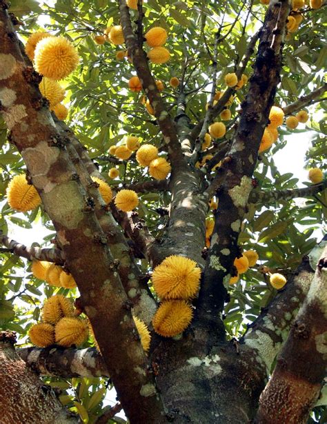 Desa durian daun terletak di kecamatan lais kabupaten bengkulu utara dengan luas desa mencapai ± 700 ha. RED DURIAN | Pokok durian berisi merah yang ditemui di ...