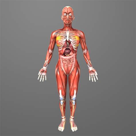 The human body has more than 50 different cell types, before bacteria are even added to the mix. human female anatomy body 3d model