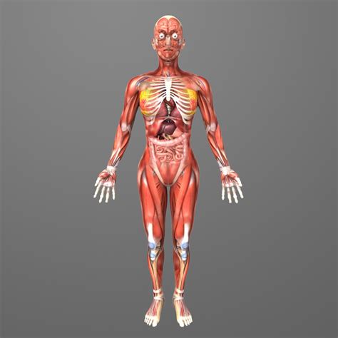 Afifth edition of essentials of anatomy and physiology is very gratifying, and human anatomy and physiology is often a. human female anatomy body 3d model