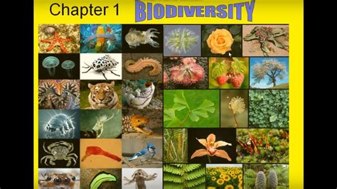 Science form 3 kssm chapter 1: KSSM 2018 Science Form 2 Chapter 1 1.1 - YouTube